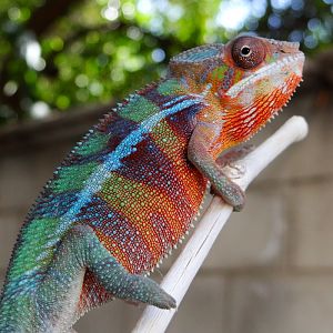 Hue