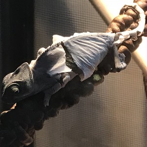 Zenyatta's Growth