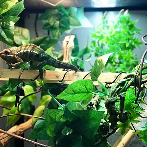 yodas handsome self!!