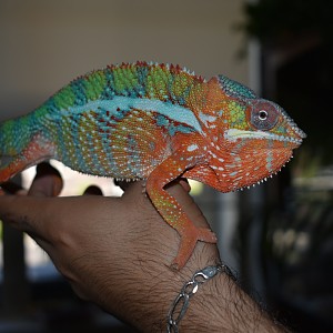 Yoshi