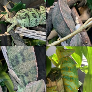 Our chameleons