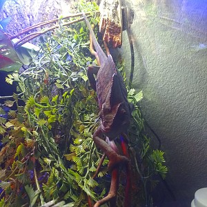 My buddy rango