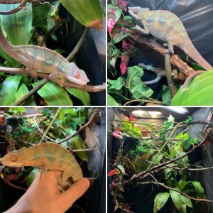 Our chameleons 2