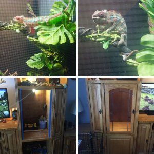 Vivarium timeline photos