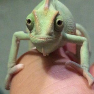 Prïnçess