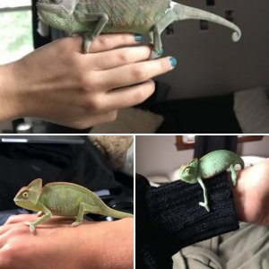 Percy's First Year