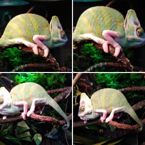 Chameleon