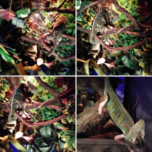 Piebald Chameleon and Gravid Female