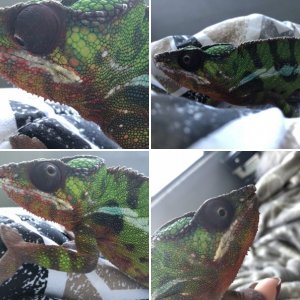 Rango