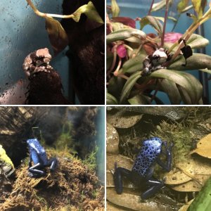 Dart frogs and milk frogs