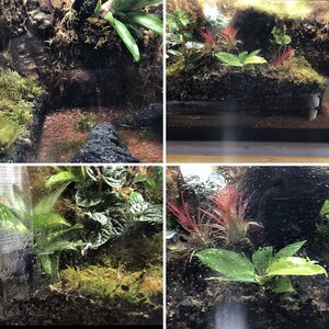 20g bioactive dart frog viv build
