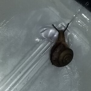 Snail