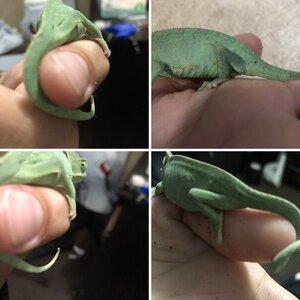 Baby chameleon.. gender help