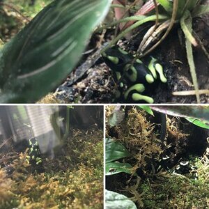 Dendrobates Auratus recently added to planted 20g
