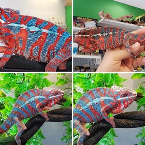 Amin the panther chameleon