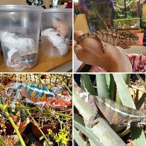 Ambilobe Panther Gilgamesh Growing!
