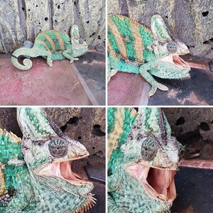 Chameleon