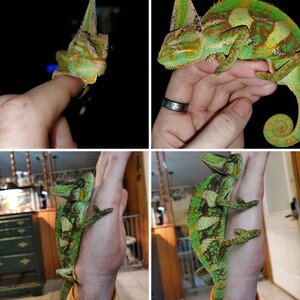 My growing veiled breeding pair