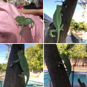 Baby chameleon