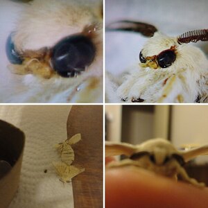 Silkmoths