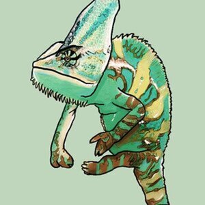 Carlo the Veiled/Yemen Chameleon