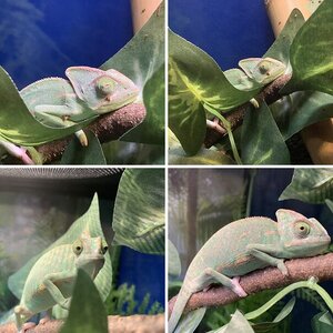 Pascal The Chameleon