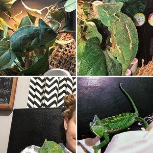 Peachygirl's journey