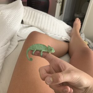 Baby Chameleon