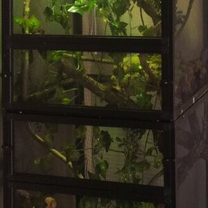 Jackson's Enclosure