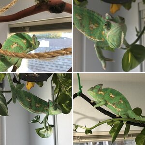 Pascal