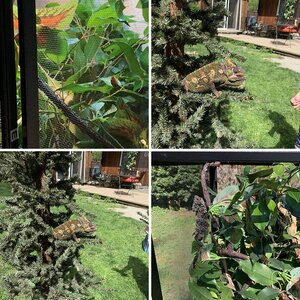 Chameleon fun