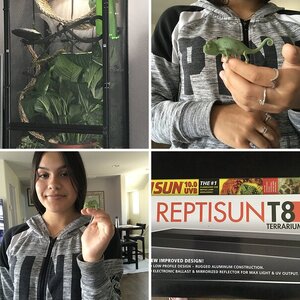 Kiwii the chameleon