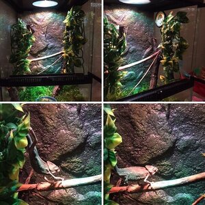 Chameleo