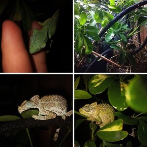 Trioceroses