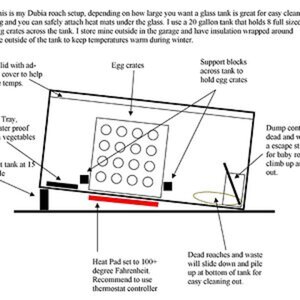 The Dubia Roach Tank