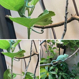 Pickles the Chameleon