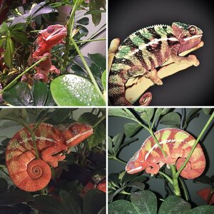 Leo the Chameleo