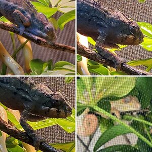 Norbert
