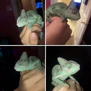 My chameleon