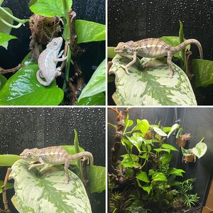 Male nosy faly