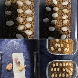 Eggs