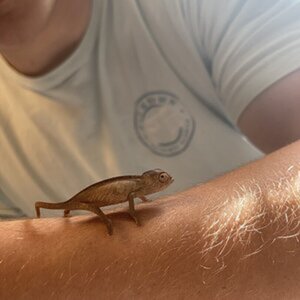 Sexing baby Chameleons