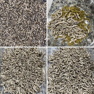 Silkworms