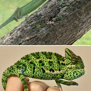 Yoshi is growing