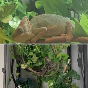 My veiled chameleon is brown/black most of the time