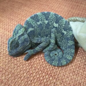 Kira chameleon