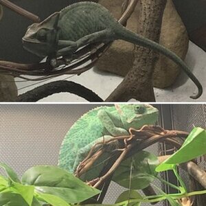 My chameleon when I got it to now