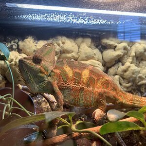 Can I put a costume on a chameleon?