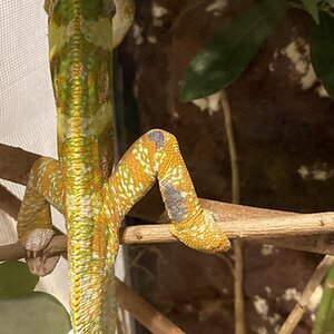 Black spots on Chameleon!