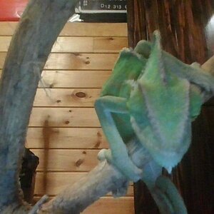 cham biting her tail